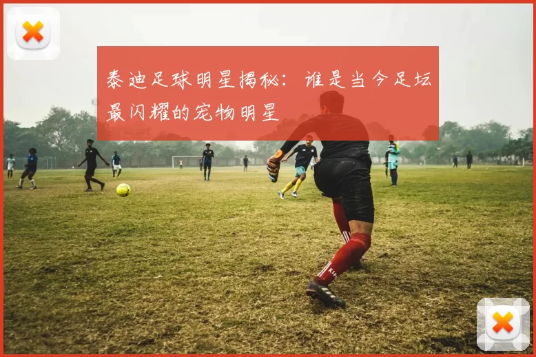 泰迪足球明星揭秘：谁是当今足坛最闪耀的宠物明星